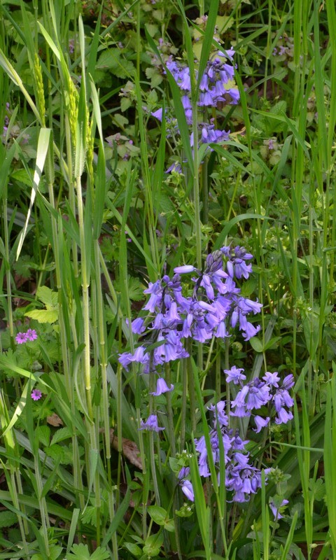 Hyacinthoides hispanica? No, Hyacinthoides non-scripta